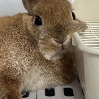 ネザーランドドワーフ8ヶ月　オスメス2匹