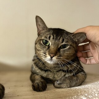 大人しくて可愛いキジのみわちゃん