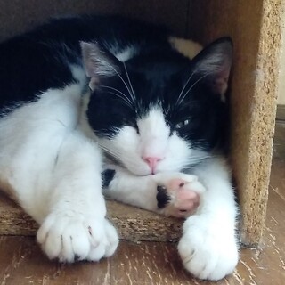 活発で優しい八割れ男の子はるくん