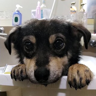 ４か月です、可愛いです。