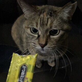 むぎわら女子おっとりマイペースな大人猫さん