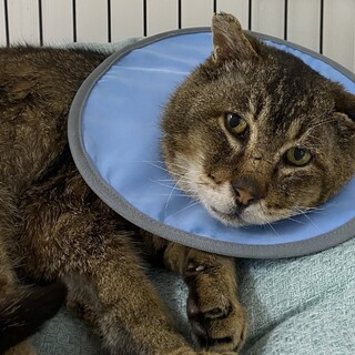 撫で撫で&抱っこ大好き☆キーくん★高齢者◎