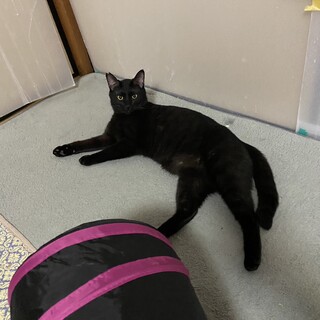 まるちゃんのトライアルＯＫ！（予約中）