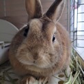ネザーランドとミニウサギのミックス♂です。