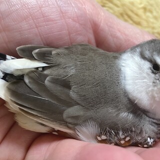 キンカチョウ 元気でツンデレな男の子