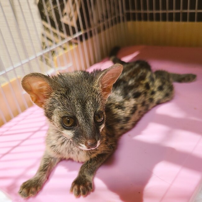 エキゾまみれのカバー写真