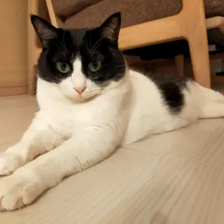 美形なツンデレ女子♪ハチワレはっちゃん