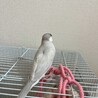 シルバー文鳥　雌　 サムネイル3