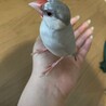 シルバー文鳥　雌　 サムネイル4