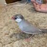 シルバー文鳥　雌　 サムネイル5
