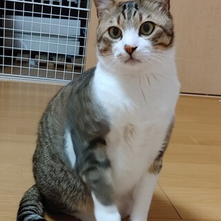 4月16日（日）譲渡会に参加！穏やかな性格のトナ君