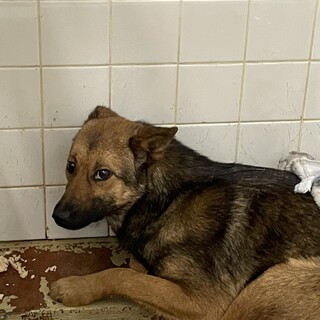 5ヶ月くらいの女の子です！収容期限があります！