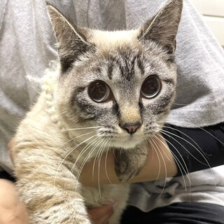 【4/9東銀座】ポムくん１歳♪