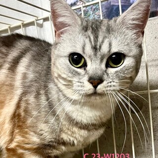 C23-W1203　ジャレにゃんスコちゃん♪