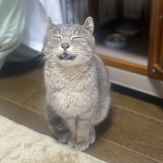 綺麗なグレーの毛並みにお耳がチャームポイント☆