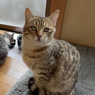 人懐っこくておっとりさんな茶キジ？の男の子♪