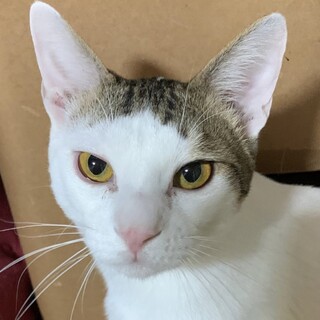 【4/9押上】 かわいい甘えっ子♡プリティーくん