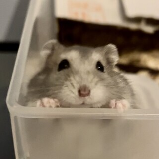 ジャンガリアン生後1ヶ月