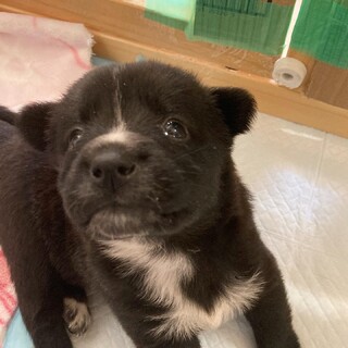 体も態度も大物『くま子』