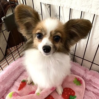 トコトコ歩く姿が可愛い♡賢くてマイペースな女の子