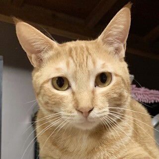 【4/9押上】 茶トラ美人猫♡アカネちゃん