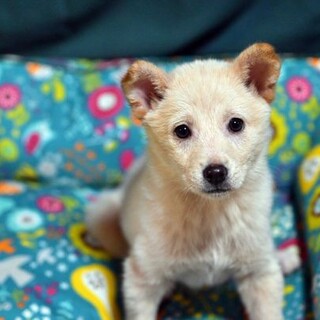 キュートリビちゃん！