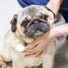 穏やかなお顔がとっても可愛いパグのラベルくん サムネイル2
