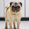 穏やかなお顔がとっても可愛いパグのラベルくん サムネイル3