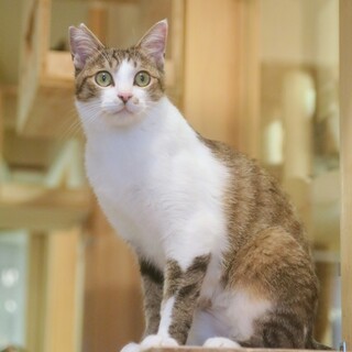 【4/9押上】超絶甘えん坊♡カデユーくん