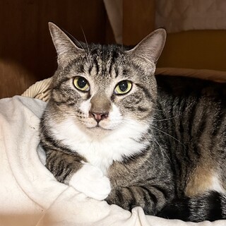 【熱海伊豆山被災猫】甘ったれ優等生♡タツロウくん