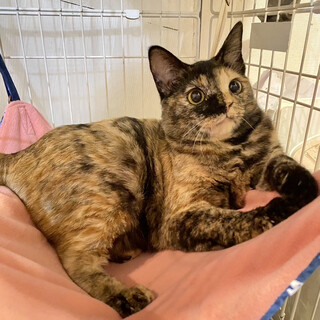 【8/12 横浜　大倉山】サビ猫ひかるちゃん♀1歳