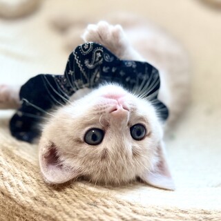 クリームタビーのフランくん