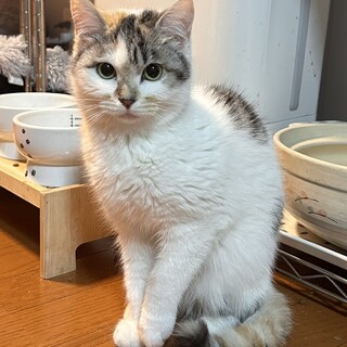 【4/9押上】ちゅ～るに弱い♡リネンちゃん