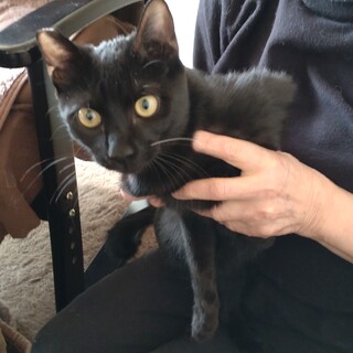 子猫の里親募集