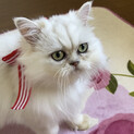 正統派♡可愛いペルシャ