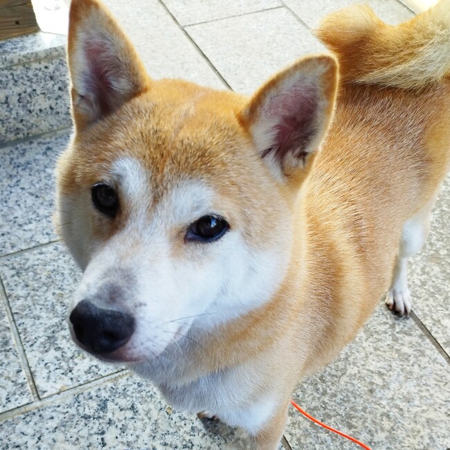 モフコリンのカバー写真