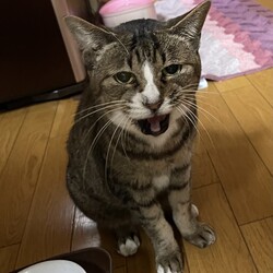 「桜散る…チビ春 虹の橋へ」サムネイル2