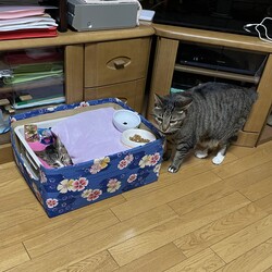 「桜散る…チビ春 虹の橋へ」サムネイル3