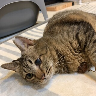 めめちゃん　キジ猫