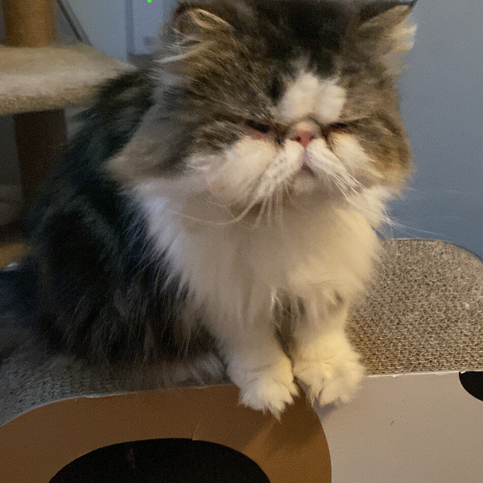 こじろうのカバー写真