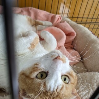 ジンジャーホワイトの美猫★茶白のしずるくん