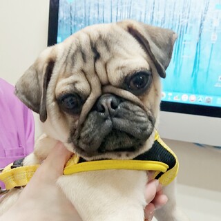 １歳の元気いっぱい甘えん坊のパグのつくね君