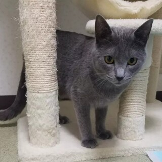 柔らかい毛並みと上品なお顔★左近くん