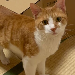 人馴れ抜群の甘えん坊☆茶白トラ★ひなたくん