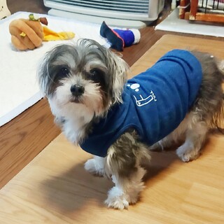 多頭崩壊さつきちゃん・賢く控えめな女の子