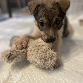 トライアル中♪ぽちゃこ