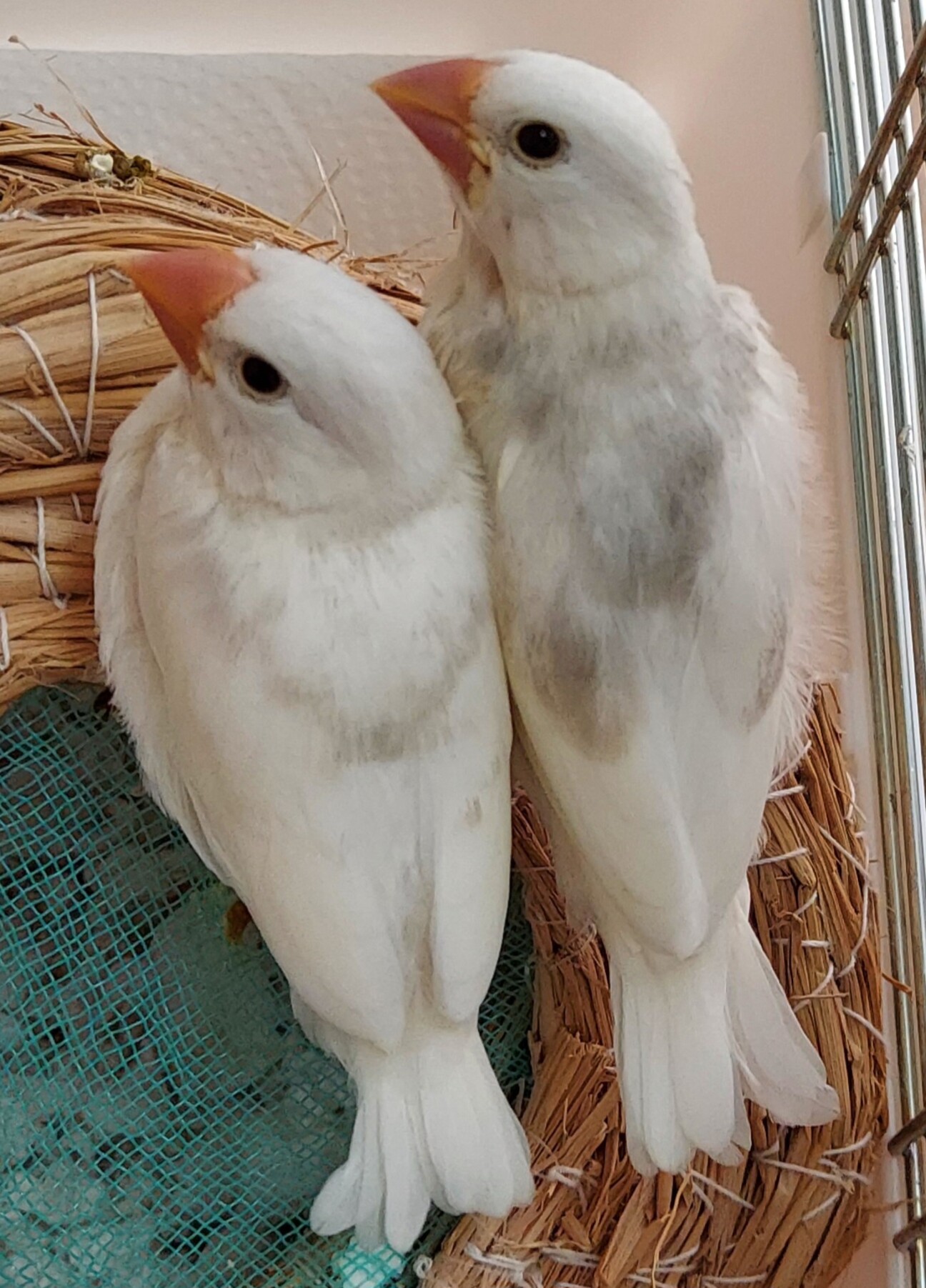 出品デビュー特別セール/ボヘミアン白鳥夫婦と白鳥3羽家族 3月生まれの白文鳥2羽の」愛知県 - 鳥の里親募集(452445