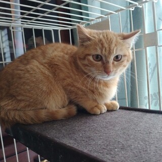 人慣れしてます！茶トラオス子猫の里親募集！