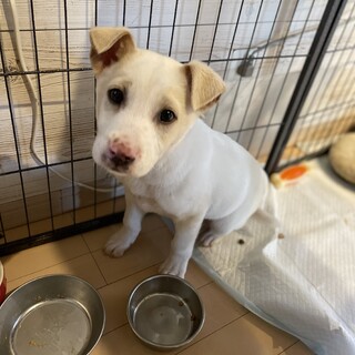 里親決定♪Snowy