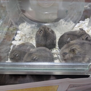 ブルーサファイアの里親募集